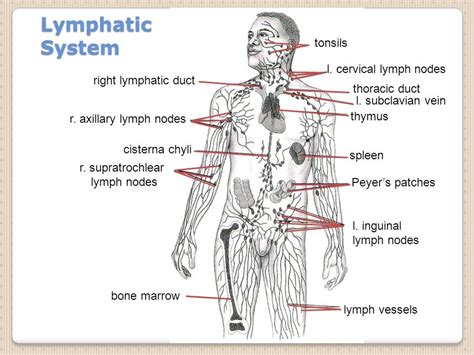 what is the main function of the lymphatic system quizlet